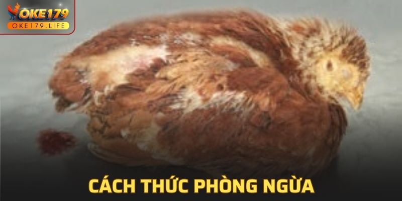 Phương pháp phòng hiệu quả