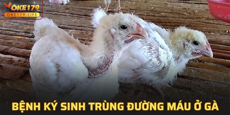 Bệnh Ký Sinh Trùng Đường Máu