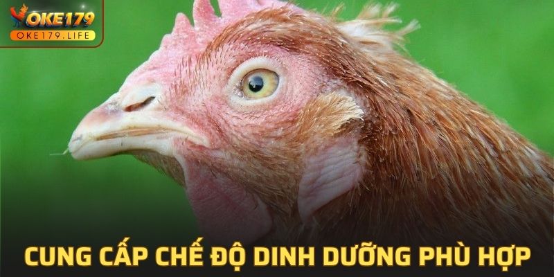 Biết cách cung cấp chế độ ăn phù hợp