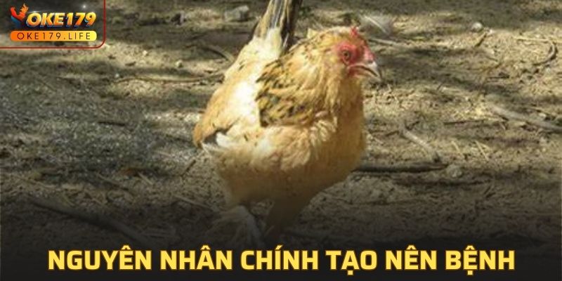 Giải mã về nguyên nhân gây bệnh thương hàn gà