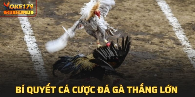 Bí quyết cá cược thắng lớn khi tham gia đá gà cựa sắt