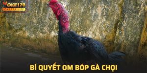 Bí Quyết Om Bóp Gà Chọi