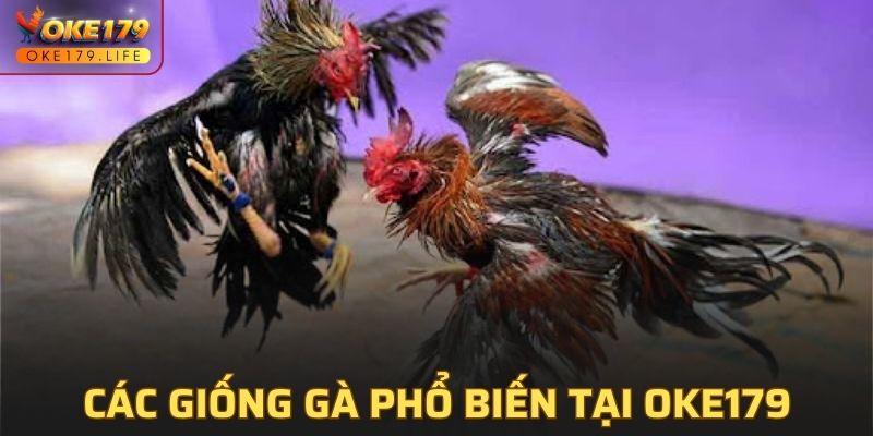 Các giống gà phổ biến trong các trận đá gà tại OKE179