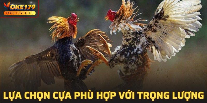 Cách chọn vũ khí cho gà đá chuẩn xác theo cân nặng