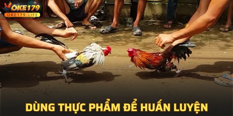 Cách huấn luyện gà chọi bằng thực phẩm