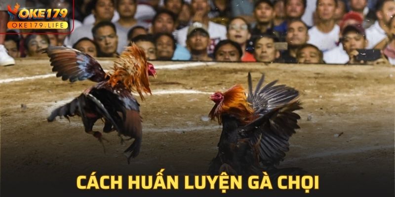 Cách Huấn Luyện Gà Chọi