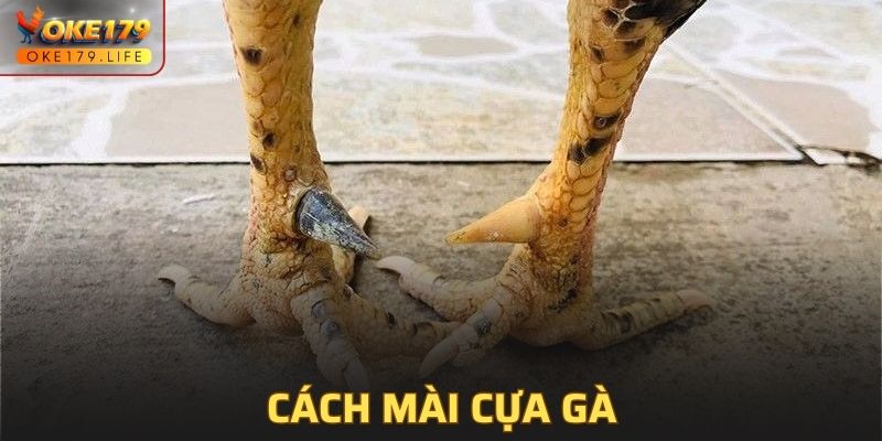 Cách Mài Cựa Gà