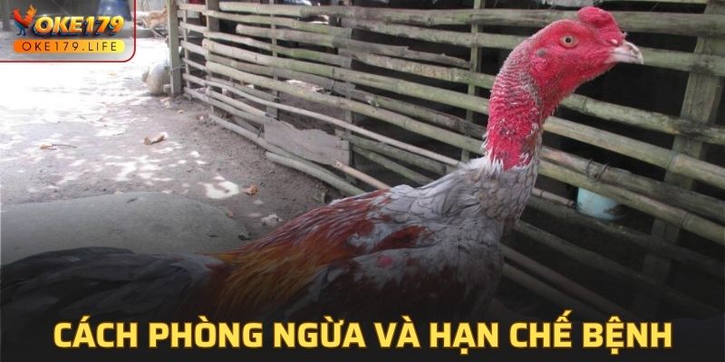 Những cách phòng ngừa và hạn chế bệnh đậu ở gà