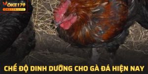 Chế Độ Dinh Dưỡng Cho Gà Đá