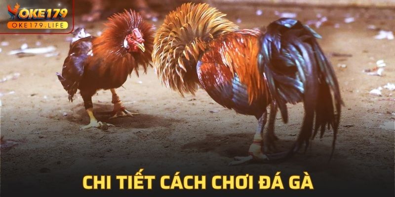 Chi tiết cách chơi đá gà