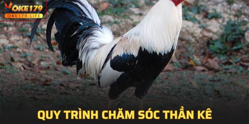 Quy trình chăm sóc thần kê hiệu quả