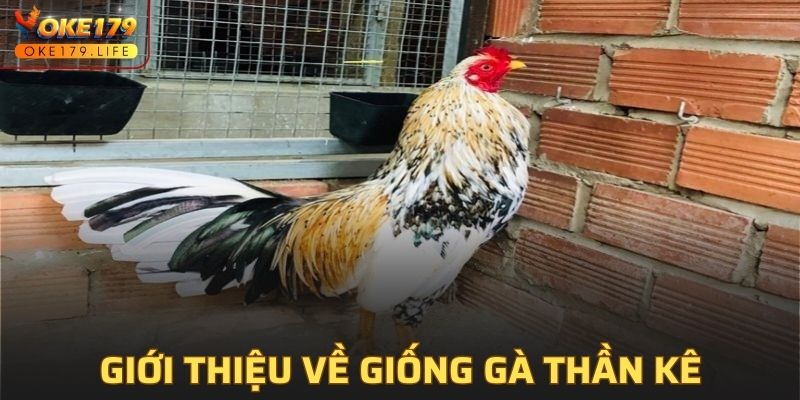 Giới thiệu về giống gà thần kê