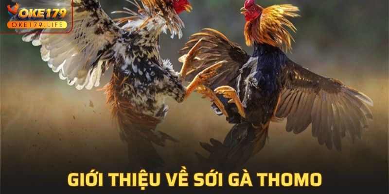 Giới thiệu về sới gà Thomo