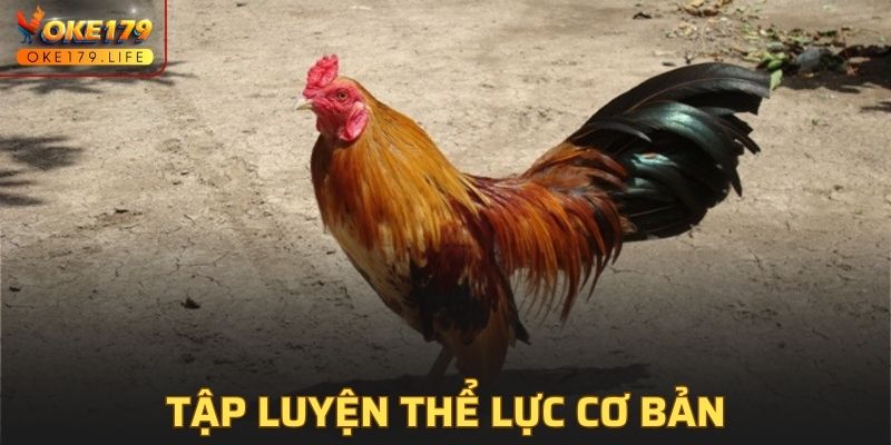 Tập luyện thể lực cơ ban