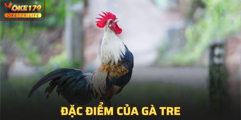 Đặc điểm của gà tre