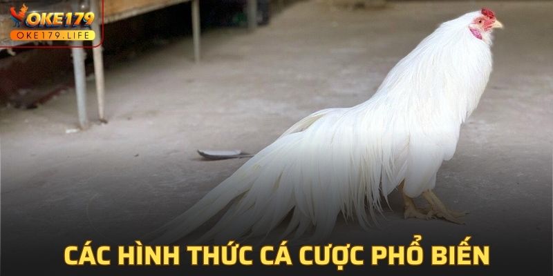 Các hình thức cá cược phổ biến của đá gà tre hiện nay