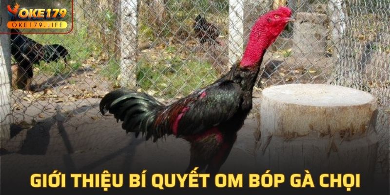 Giới thiệu đôi nét bí quyết om bóp gà chọi