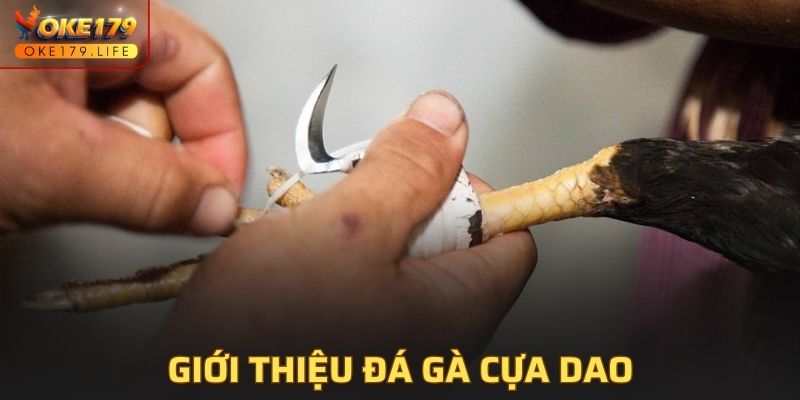 Giới thiệu đá gà cựa dao