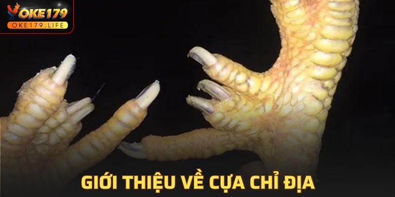 Giới thiệu đôi nét thông tin về cựa chỉ địa