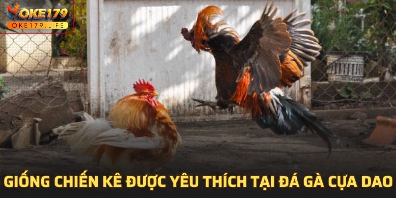 Giống chiến kê được yêu thích tại đá gà cựa dao