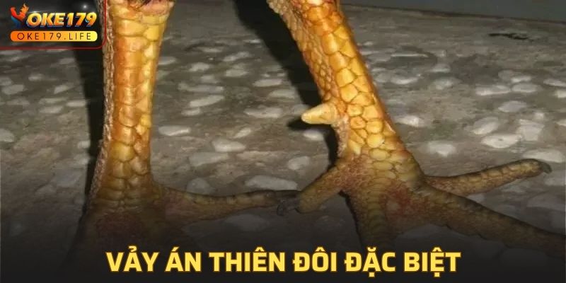 Hình dáng án thiên đôi trên vảy gà