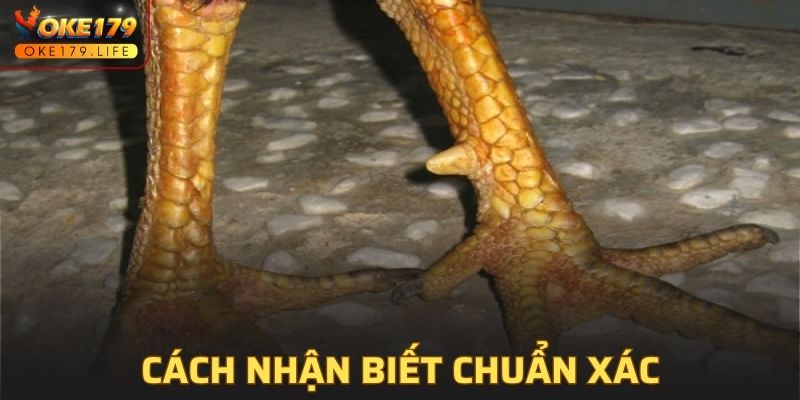 Hướng dẫn cách nhận biết có tỷ lệ chính xác cao