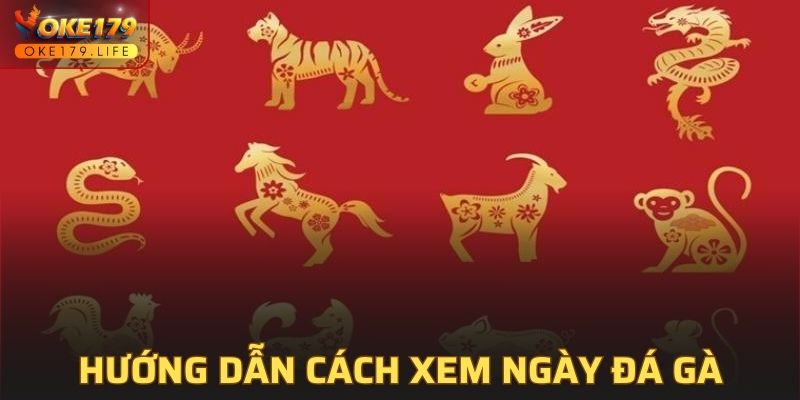 Hướng dẫn các cách xem ngày đá gà