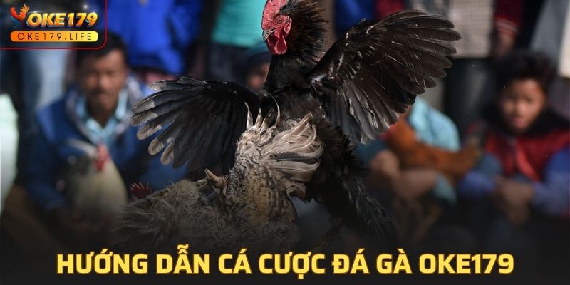 Hướng dẫn tham gia cá cược đá gà OKE179 dễ dàng