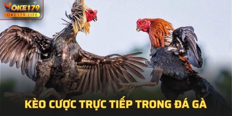 Kèo cược trực tiếp trong đá gà