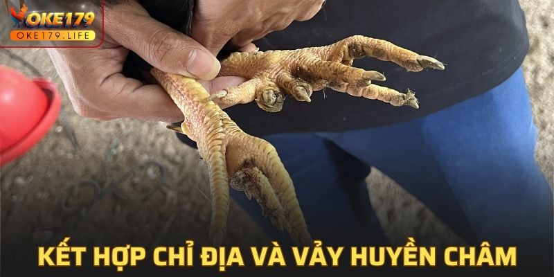 Kết hợp giữa cựa chỉ địa và vảy huyền châm