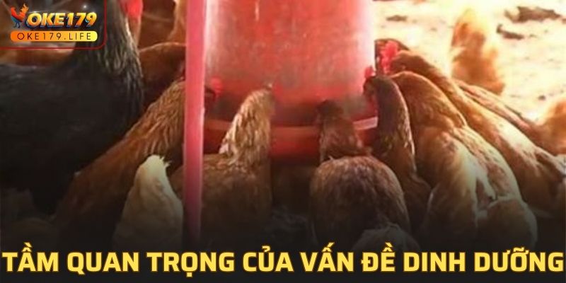 Lợi ích của chế độ dinh dưỡng cho gà đá