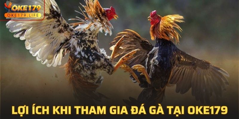 Lợi ích khi tham gia đá gà tại OKE179