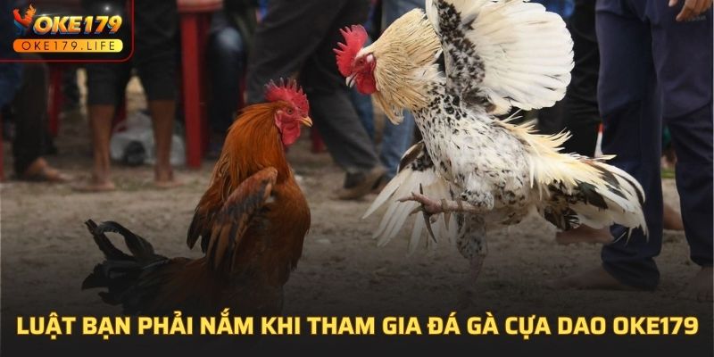 Luật bạn phải nắm khi tham gia đá gà cựa dao OKE179