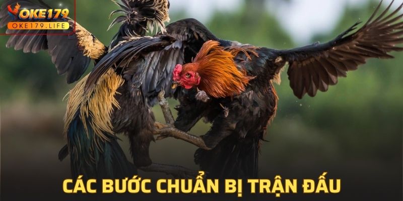 Luật đá gà miền nam với các bước chuẩn bị trận đấu