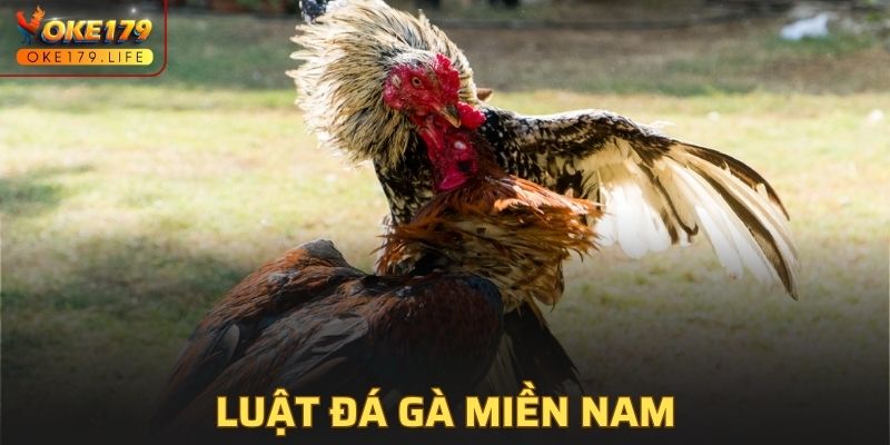 Luật Đá Gà Miền Nam