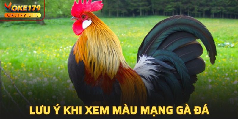 Lưu ý cần nắm khi xem màu mạng gà đá chuẩn chỉ