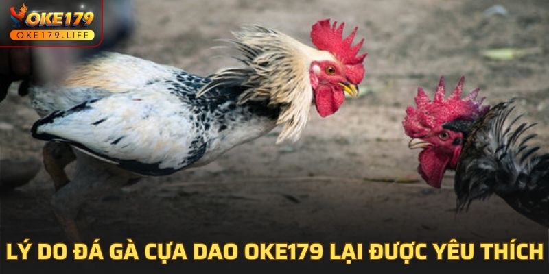 Lý do đá gà cựa dao OKE179 lại được yêu thích