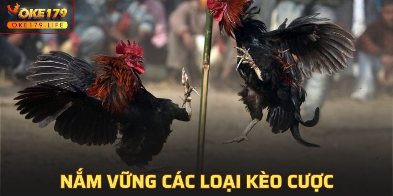 Nắm vững các loại kèo cược trong luật đá gà miền nam