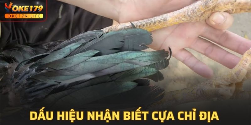 Những dấu hiệu nhận biết cựa Chỉ Địa