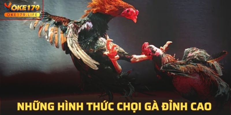 Những hình thức chọi gà đỉnh cao tại OKE179