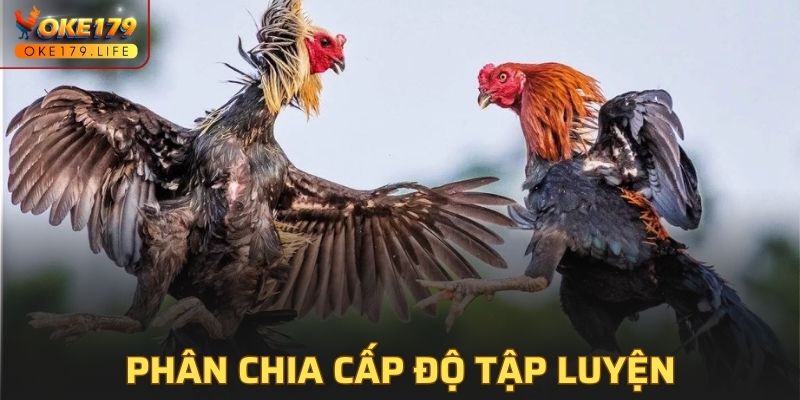 Phân chia giai đoạn tập luyện hợp lý