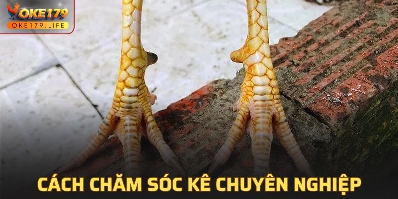 Phương pháp chăm sóc chuyên dụng cho kê