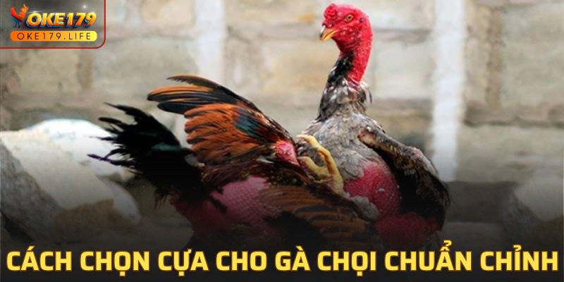 Phương pháp chọn cựa cho chiến kê hiệu quả