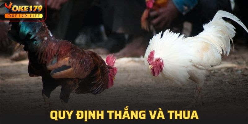 Quy định thắng và thua trong luật đá gà miền bắc