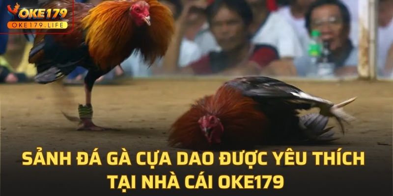 Sảnh đá gà cựa dao được yêu thích tại nhà cái OKE179