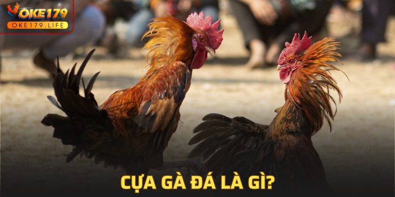 Sơ lược về cựa gà đá