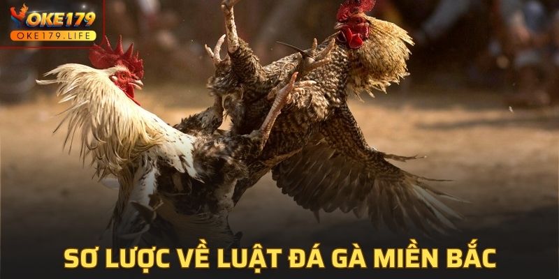 Sơ lược về luật đá gà miền bắc tại OKE179