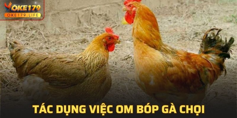 Tác dụng của việc om bóp gà chọi