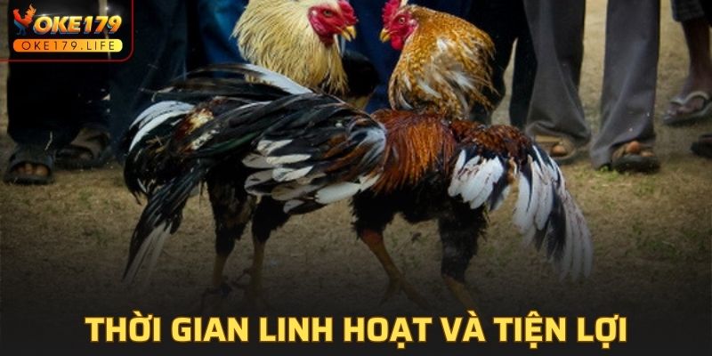 Thời gian linh hoạt và tiện lợi tại sảnh đá gà OKE179