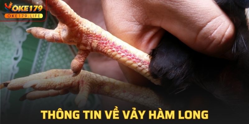 Thông tin tổng quan về vảy Hàm Long